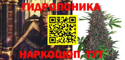 кокс Можга